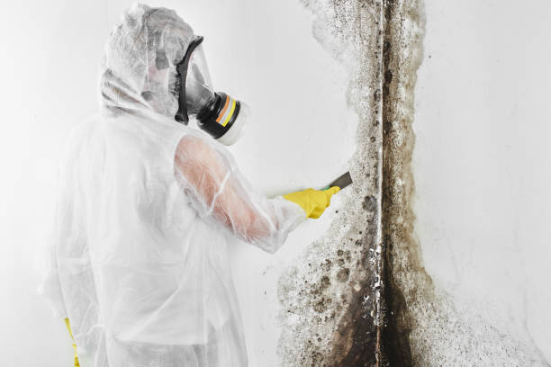 Best Emergency Mold Remediation in Britt, IA